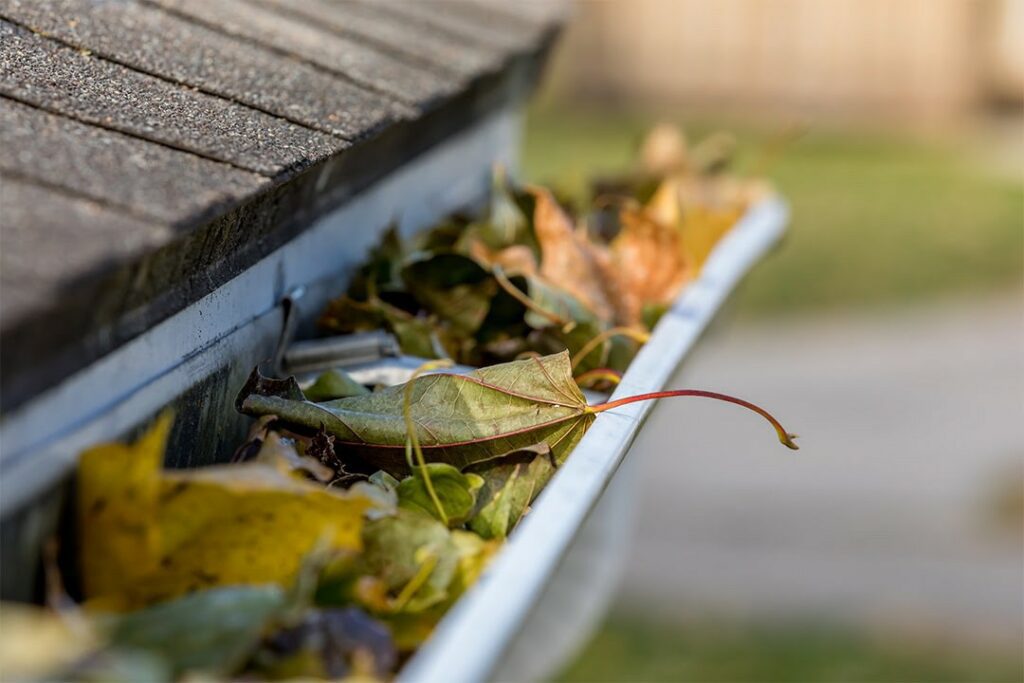 Eavestrough full of leaves.