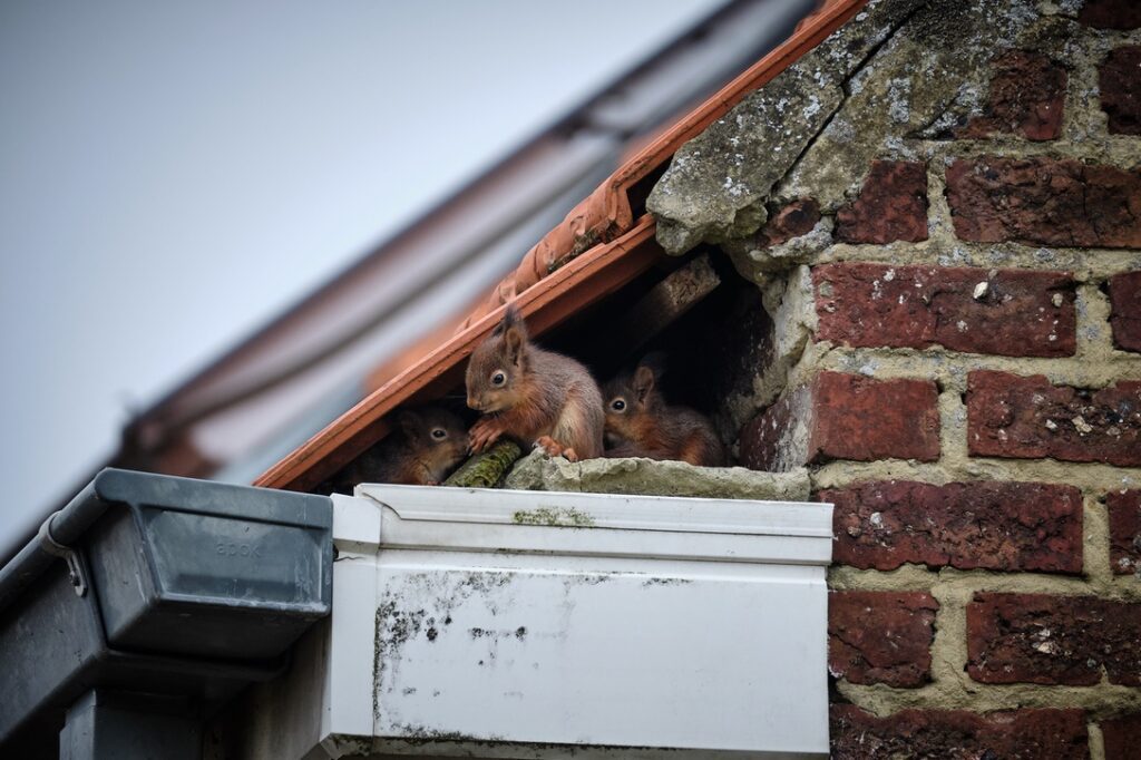 A family of curious squirrels made its nest in a high gutter, right in a gap underneath the tiles of the roof and next to the uppermost part of the brick wall. Every day at the same time, the mother leaves the nest, while the lovely babies wait for her.
