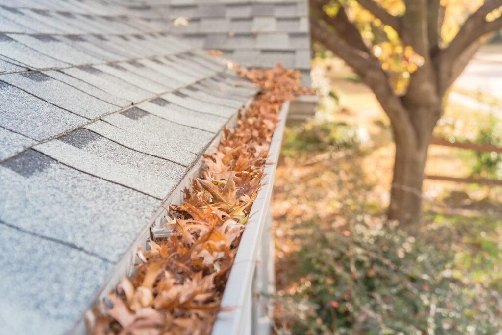 Front yard clogged gutter near roof shingles of residential house full of dried leaves and dirty need to clean-up. Blocked drain pipe on rooftop. Gutter cleaning and home maintenance concept