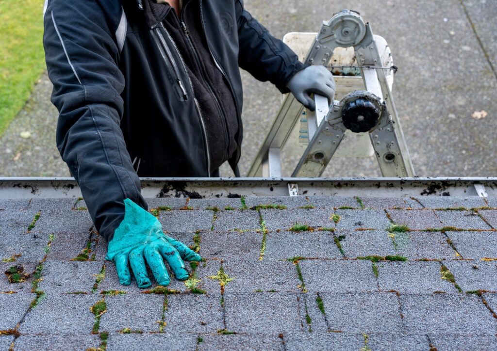 Man in gloves inspecting moss growing between roof shingles